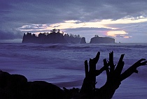 Driftwood and Seastacks at Sunset